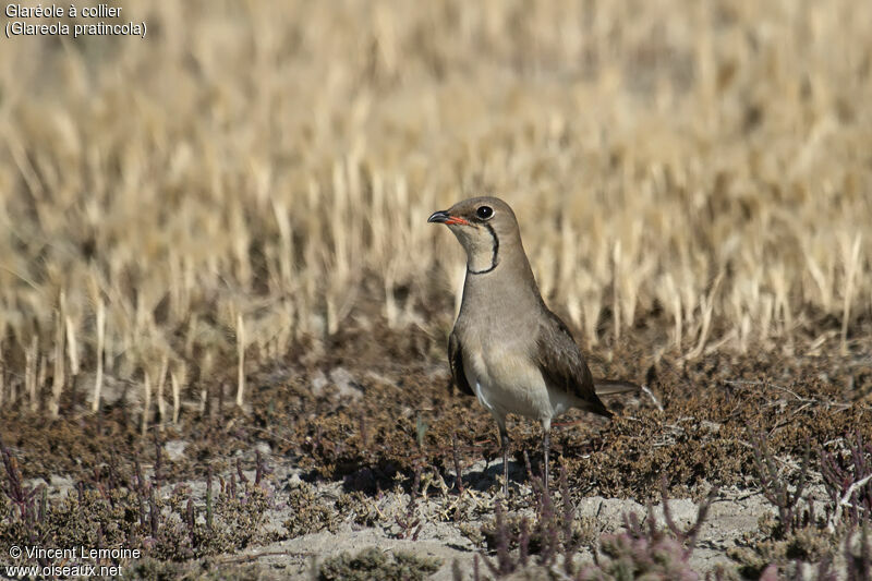 Collared Pratincoleadult breeding, identification, close-up portrait