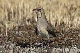 Collared Pratincole