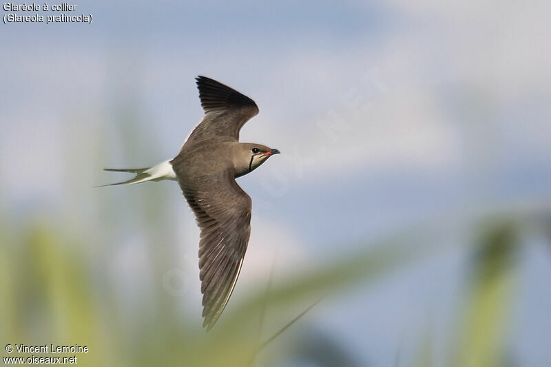 Collared Pratincoleadult breeding, identification, close-up portrait, Flight