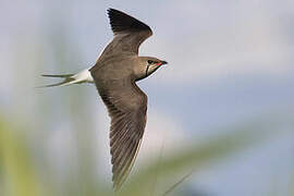 Collared Pratincole