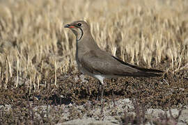 Collared Pratincole