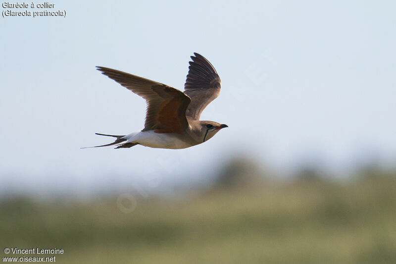 Collared Pratincoleadult, identification, close-up portrait, Flight