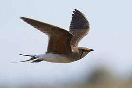 Collared Pratincole