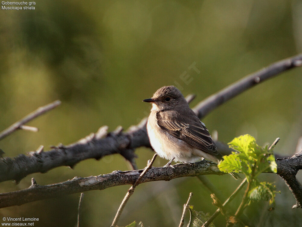 Spotted Flycatcher