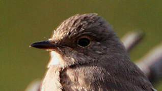 Spotted Flycatcher