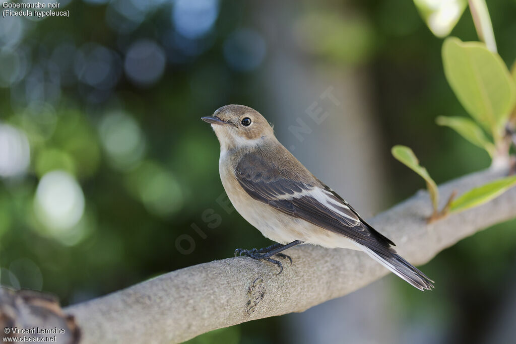 European Pied Flycatcher