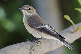 European Pied Flycatcher