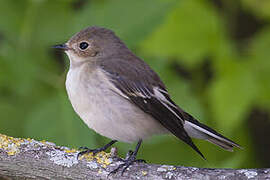 European Pied Flycatcher