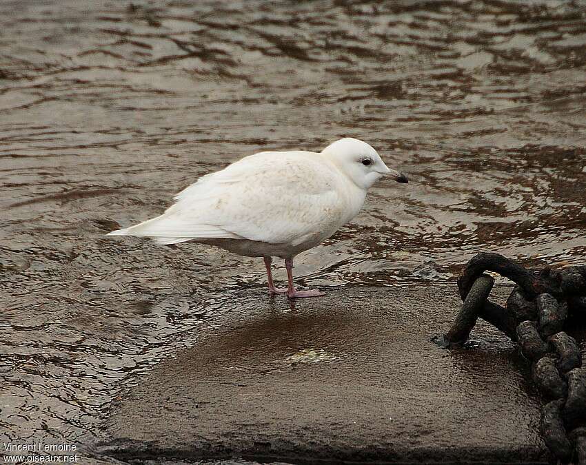 Iceland GullSecond year, identification