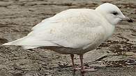 Goéland à ailes blanches