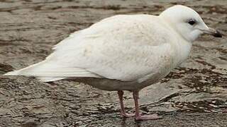 Iceland Gull