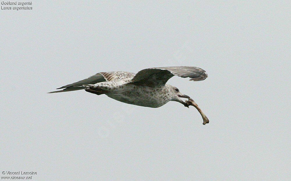 European Herring Gull