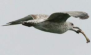 European Herring Gull