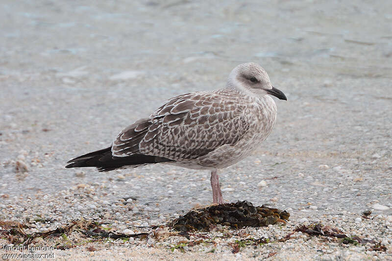 European Herring Gulljuvenile, identification