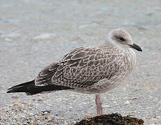 European Herring Gull