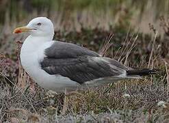 Lesser Black-backed Gull