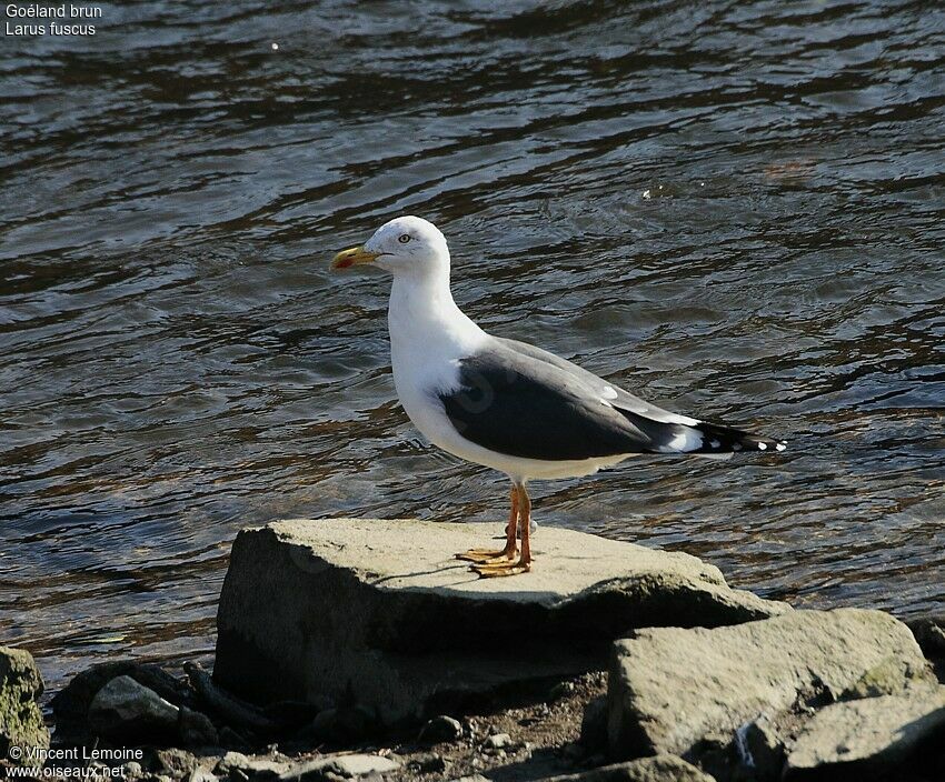 Lesser Black-backed Gulladult