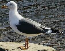 Lesser Black-backed Gull