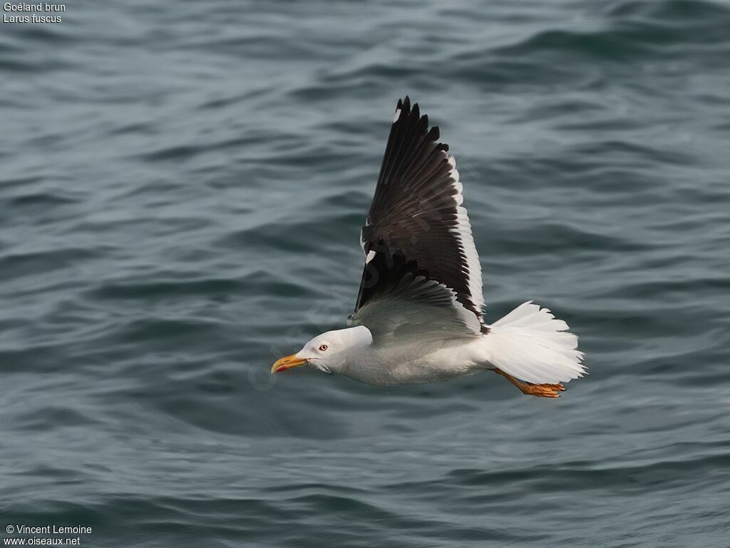 Lesser Black-backed Gulladult, Flight