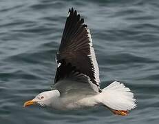 Lesser Black-backed Gull