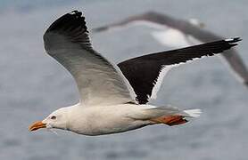 Lesser Black-backed Gull