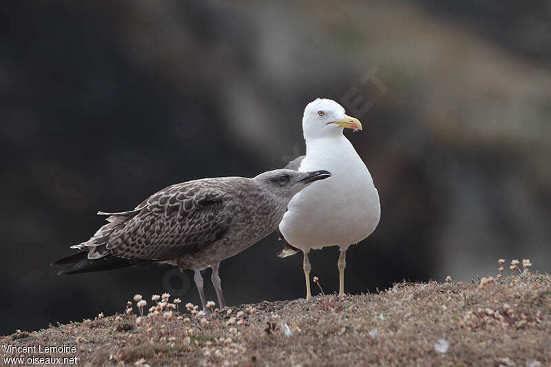 Goéland brunjuvénile, identification