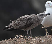 Lesser Black-backed Gull