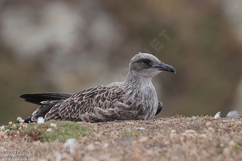 Goéland brunjuvénile, identification