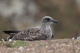 Lesser Black-backed Gull