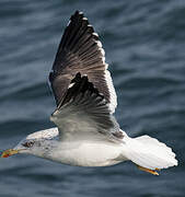 Lesser Black-backed Gull