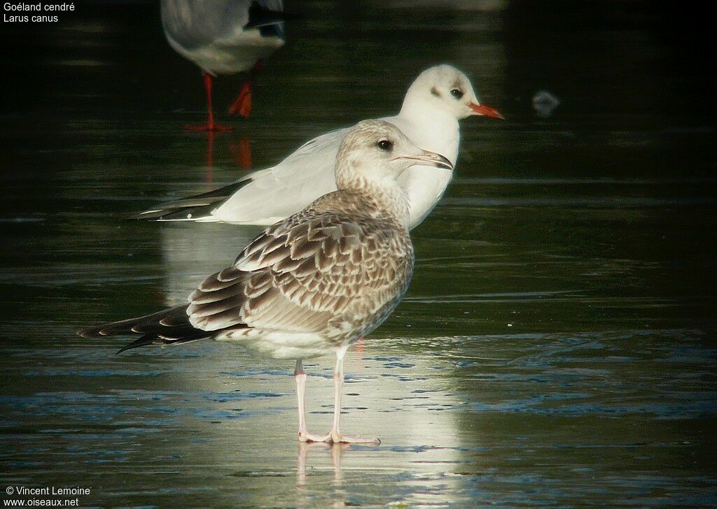 Common GullFirst year