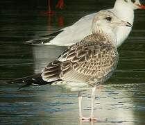 Mew Gull