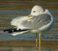 Common Gull