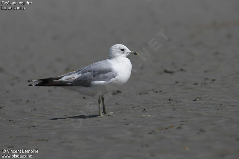 Common Gull