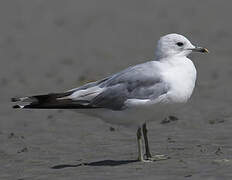 Common Gull