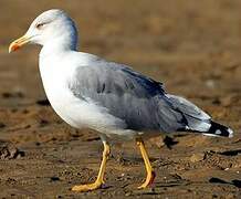 Yellow-legged Gull