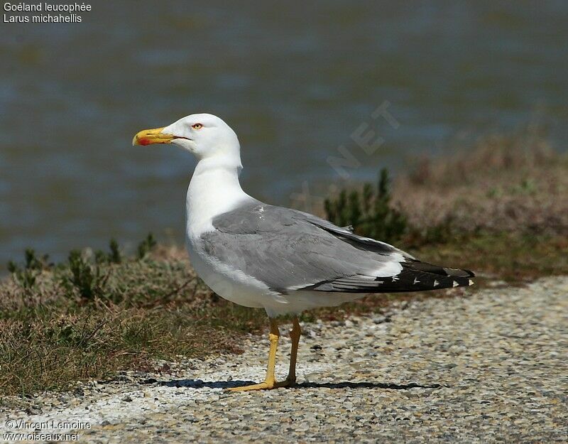 Yellow-legged Gulladult