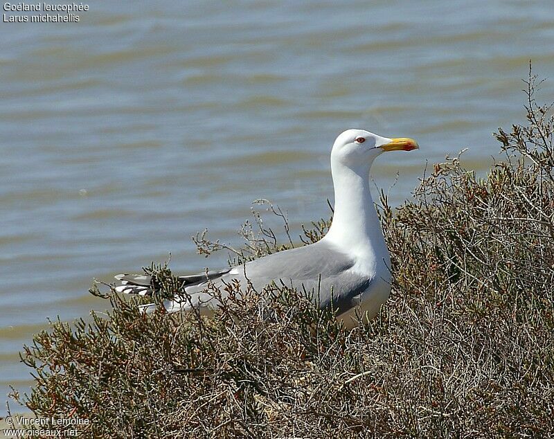 Goéland leucophéeadulte