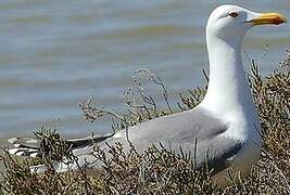 Yellow-legged Gull