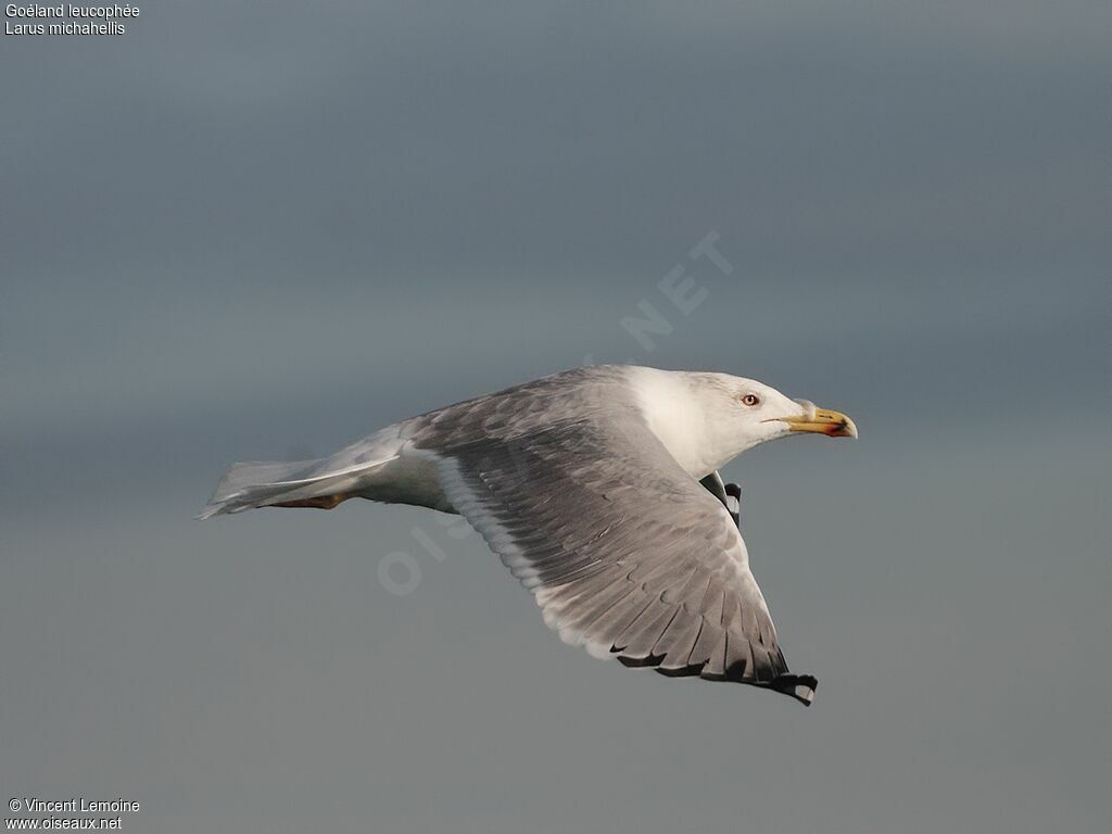 Yellow-legged Gulladult, Flight