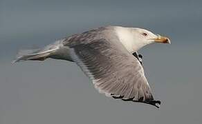 Yellow-legged Gull