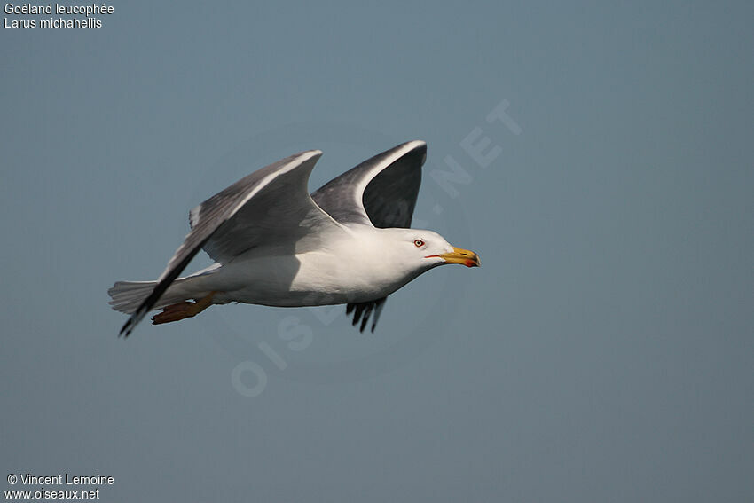 Yellow-legged Gull