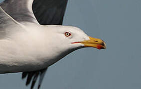 Yellow-legged Gull