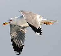 Yellow-legged Gull