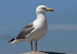 Yellow-legged Gull