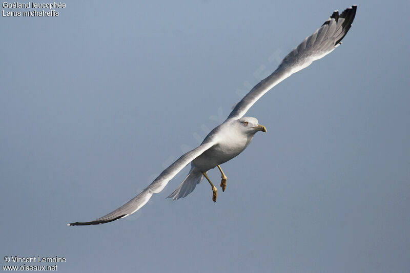 Yellow-legged Gull