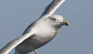 Yellow-legged Gull