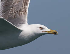 Yellow-legged Gull