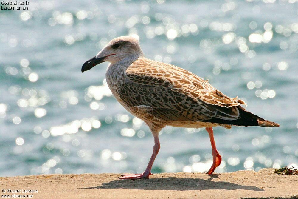 Great Black-backed Gulljuvenile