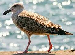 Great Black-backed Gull